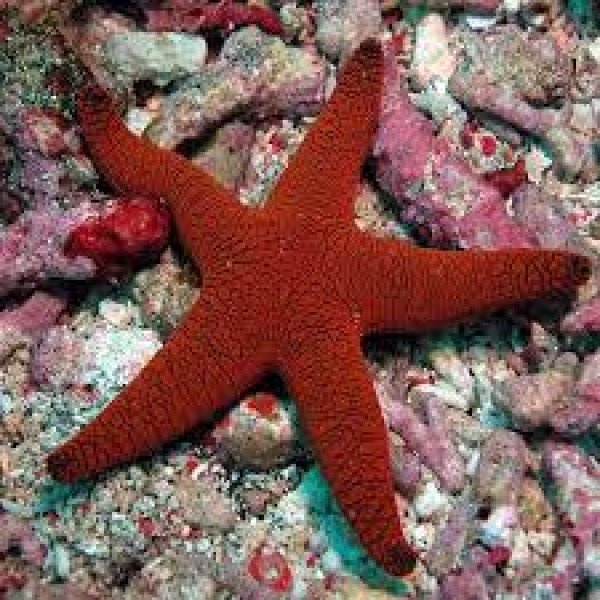 RED STAR FISH