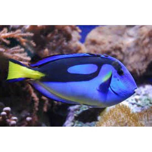 BLUE TANG -M