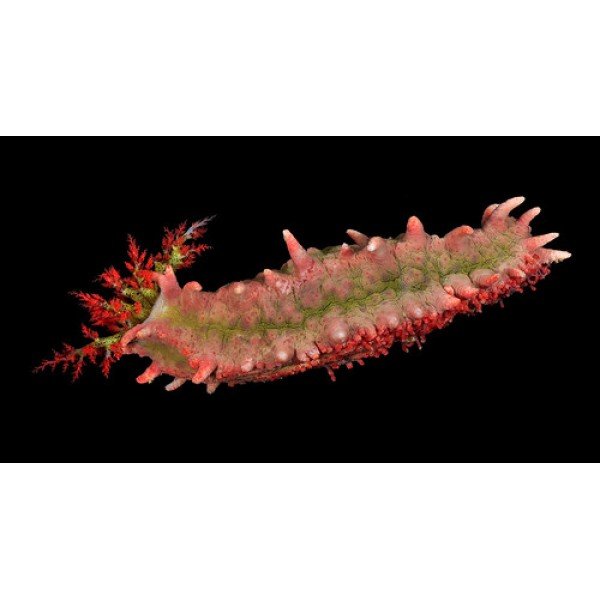 PINK SEA CUCUMBER 