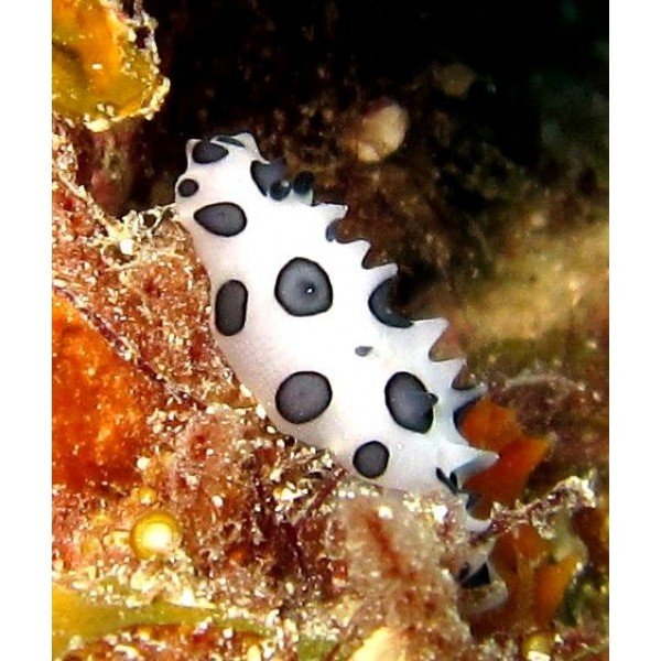 BLACK SPOTTED SEA SLUG 