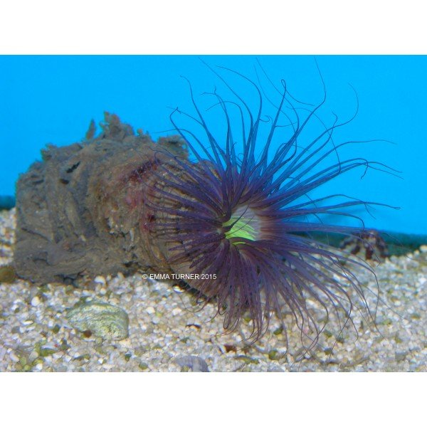 TUBE ANEMONE 