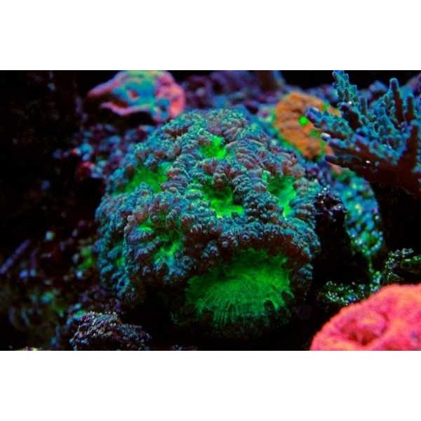 BLASTOMUSA CORAL 