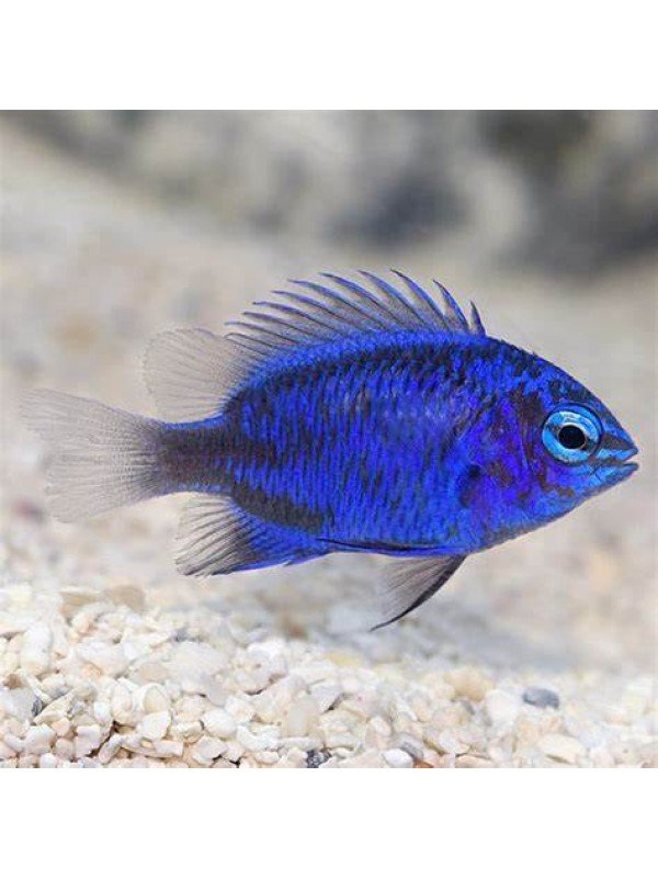 BLUE SAPHIRE DAMSEL