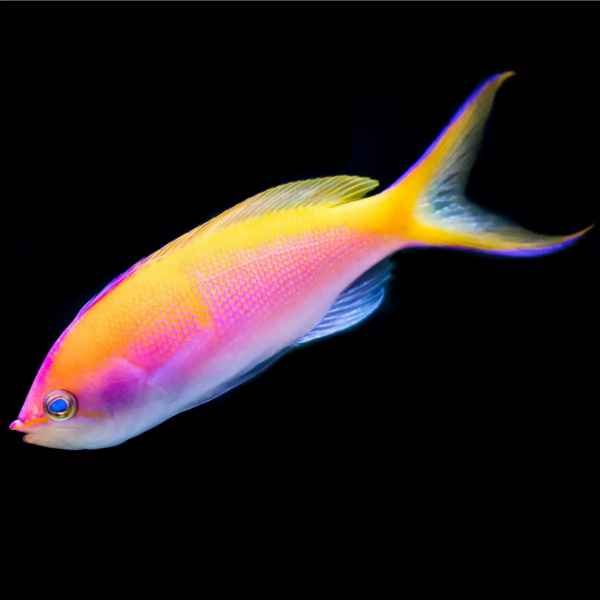 CARBERRYI ANTHIAS
