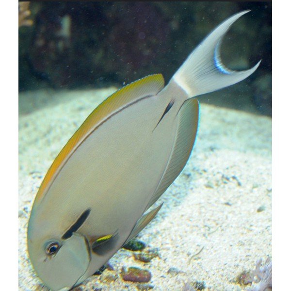 EPAULETTE TANG 