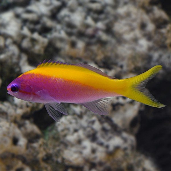 EVANSI ANTHIAS 