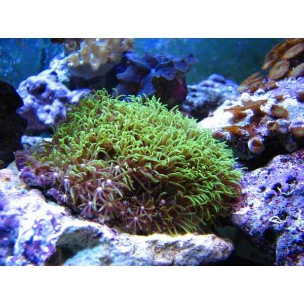 GREEN STAR POLY CORAL 