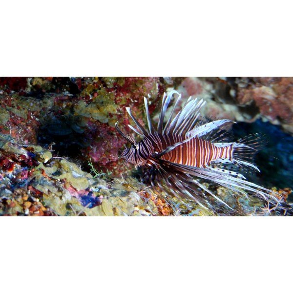 LION FISH ( BROWN )