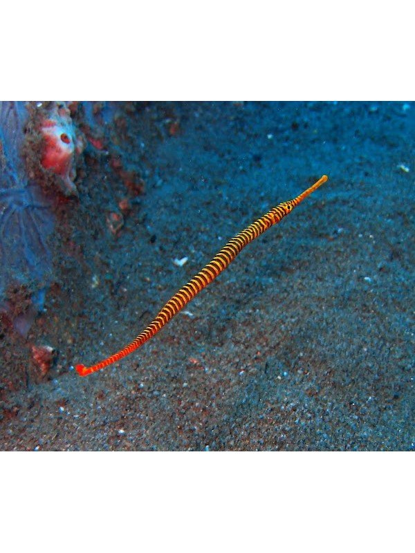MANY BANDED PIPEFISH 
