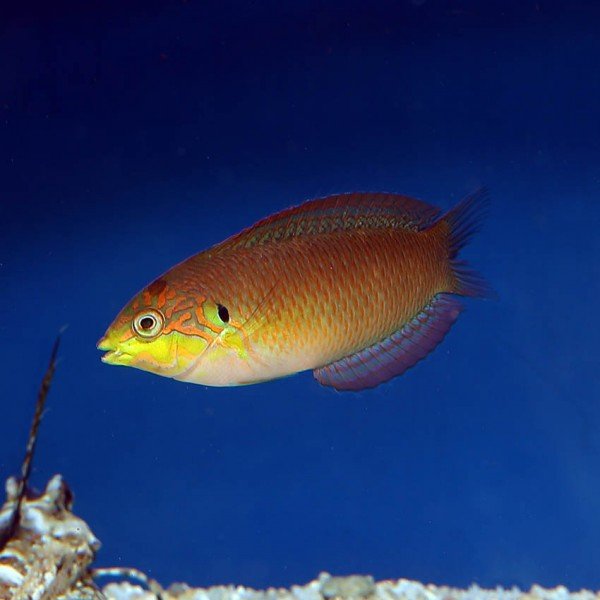 MOYER'S LEOPARD WRASSE 