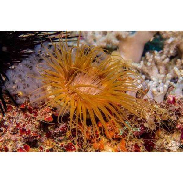 ORANGE TUBE ANEMONE