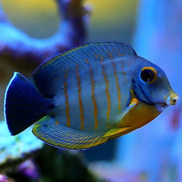 ORANGE STRIPE TANG 