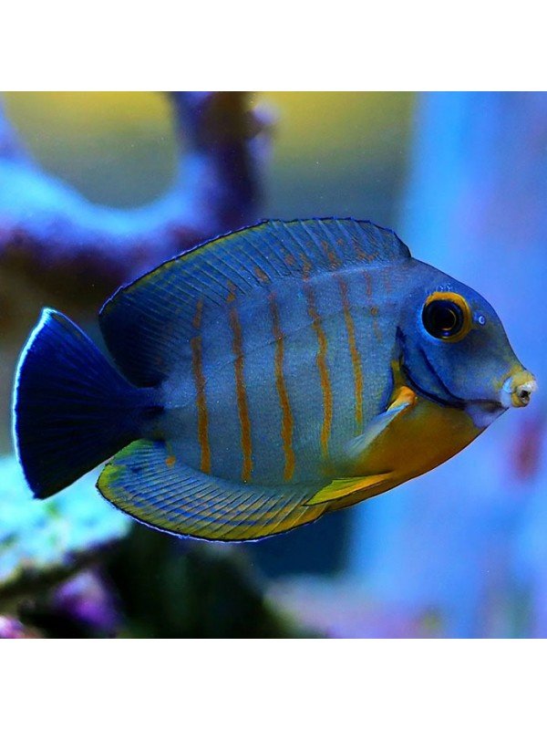 ORANGE STRIPE TANG 