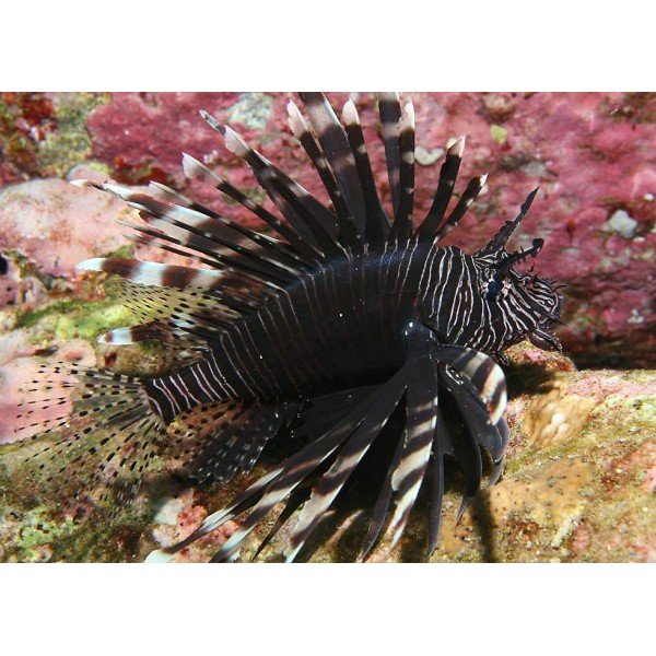 BLACK PEACOCK LION FISH 