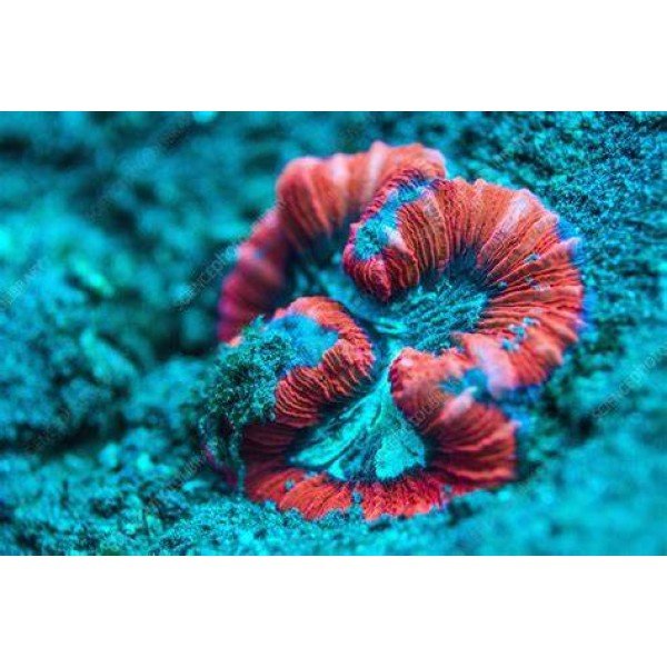RED OPEN BRAIN CORAL