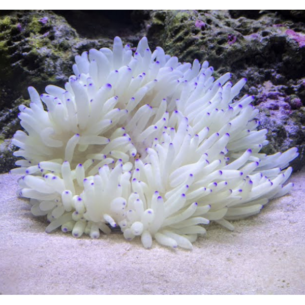 SABAE ANEMONE