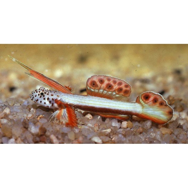 SPIKEFIN GOBY 