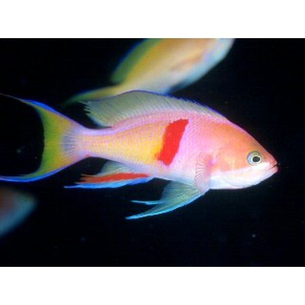 TRICOLOR ANTHIAS 