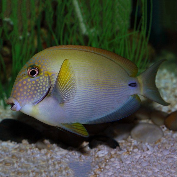 WHITE FLECKLED SURGEON TANG 