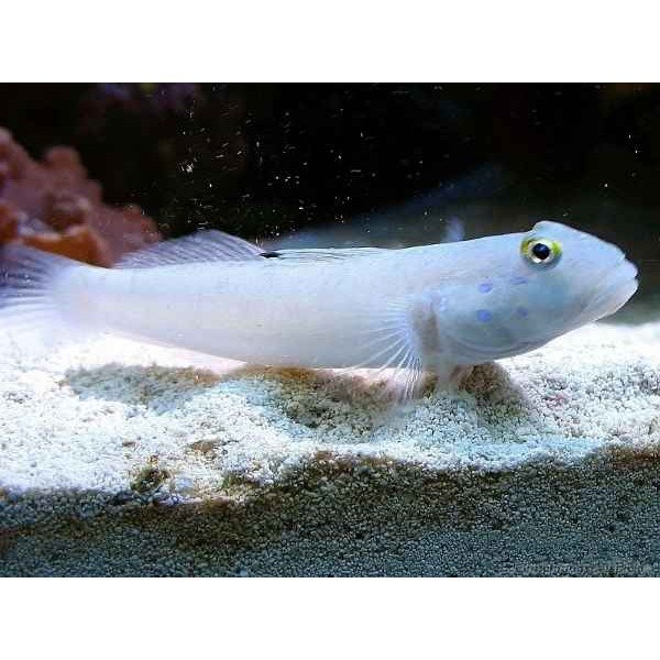 WHITE GOBY 