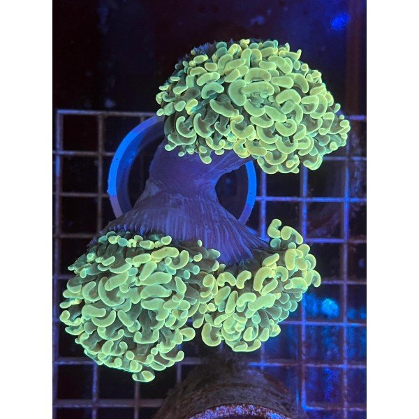 HAMMER CORAL BRANCHING 
