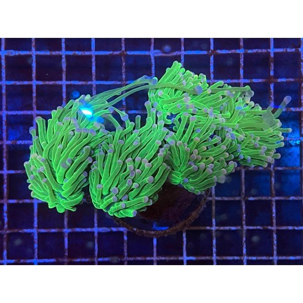 TORCH CORAL 