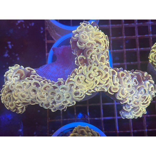 YELLOW WALL HAMMER CORAL 