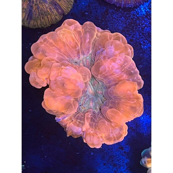 RED CYNARINA CORAL