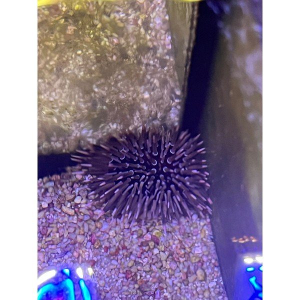 SEA URCHIN 