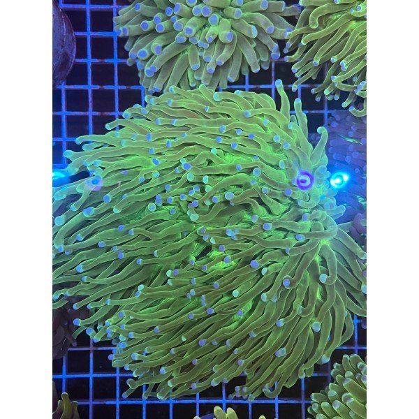 PLATE ANEMONE CORAL