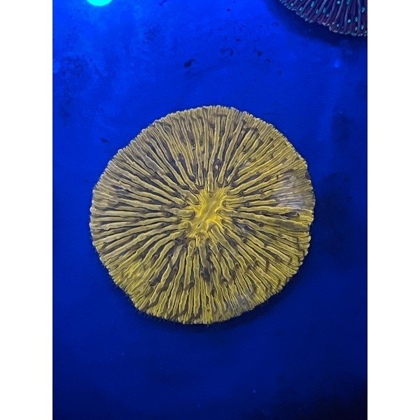 ORANGE PLATE CORAL