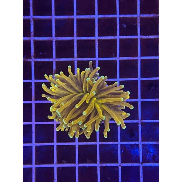 24K TORCH CORAL ( ONE HEAD )