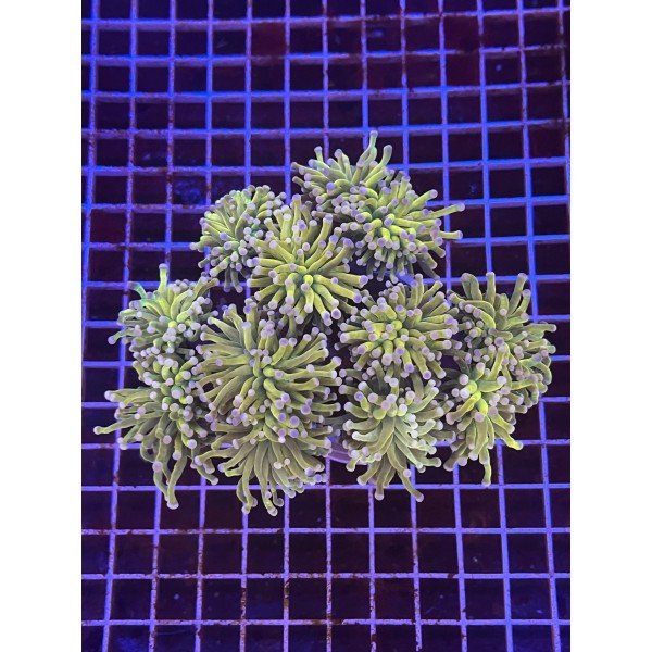 BANANA TORCH CORAL ( ONE HEAD )