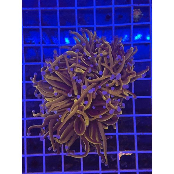 HELLFIRE TORCH CORAL ( ONE HEAD )
