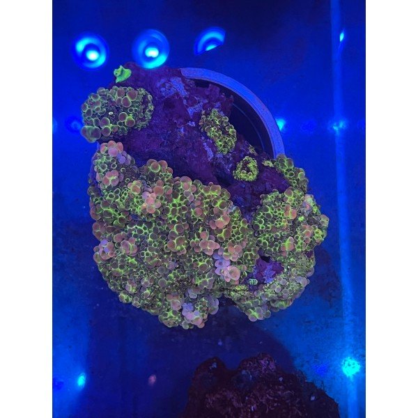 BUBBLE YUMA RICODIA MUSHROOM