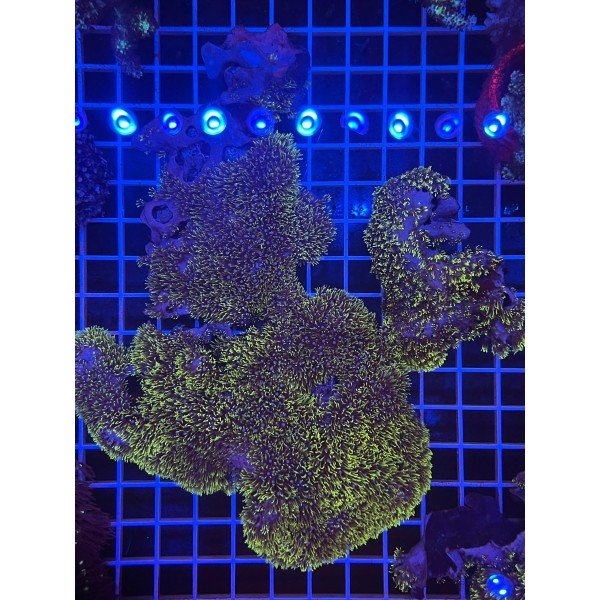 GREEN STAR POLYP CORAL