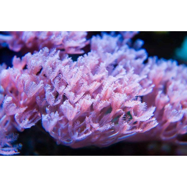 XENIA CORAL 