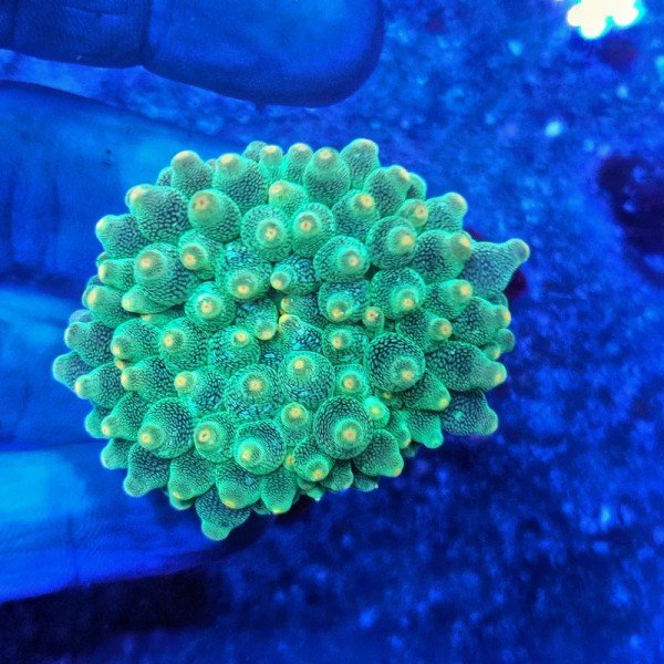 GREEN BUBBLE ANEMONE