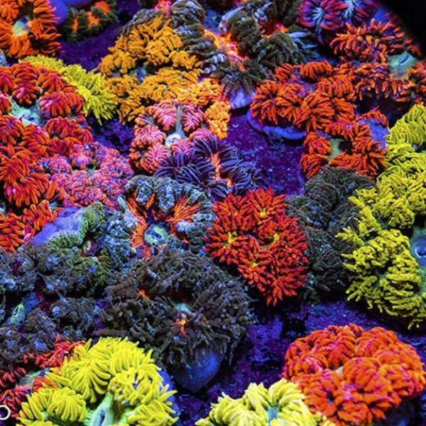 ROCK FLOWDER ANEMONE (RANDOM)