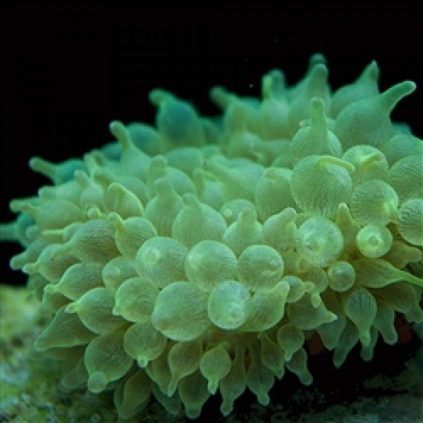 GREEN BUBBLE ANEMONE