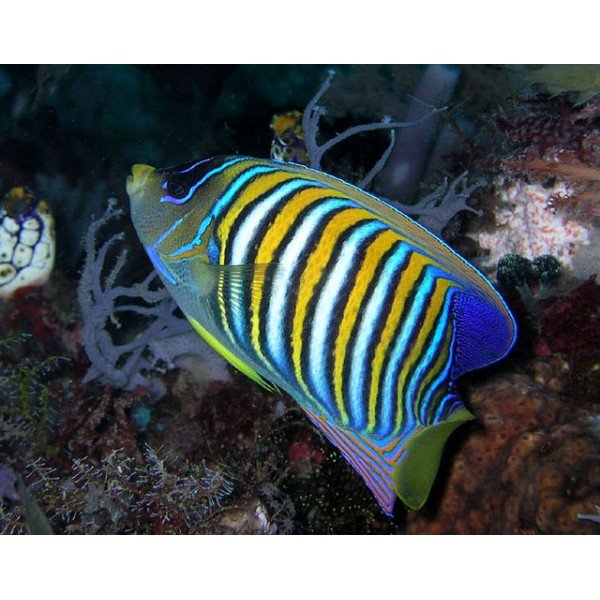 REGAL ANGEL FISH PACIFIC
