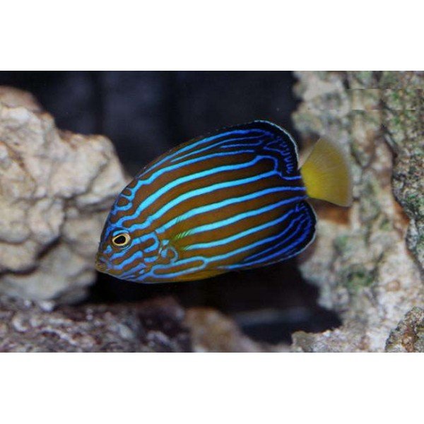BLUE LINE ANGEL FISH