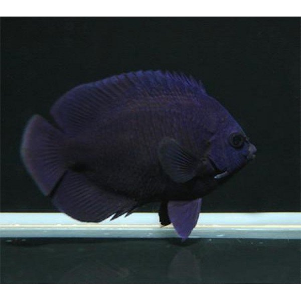 MIDNIGHT ANGEL FISH