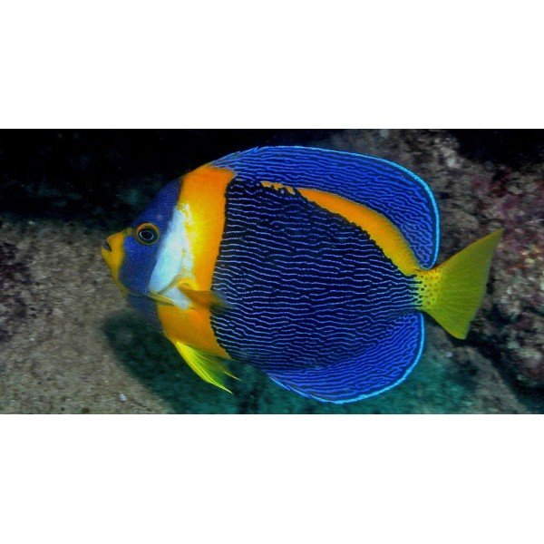 SCIBBLED ANGEL FISH (MALE)