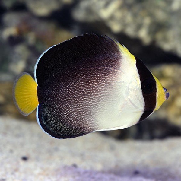 SINGAPOR ANGEL FISH