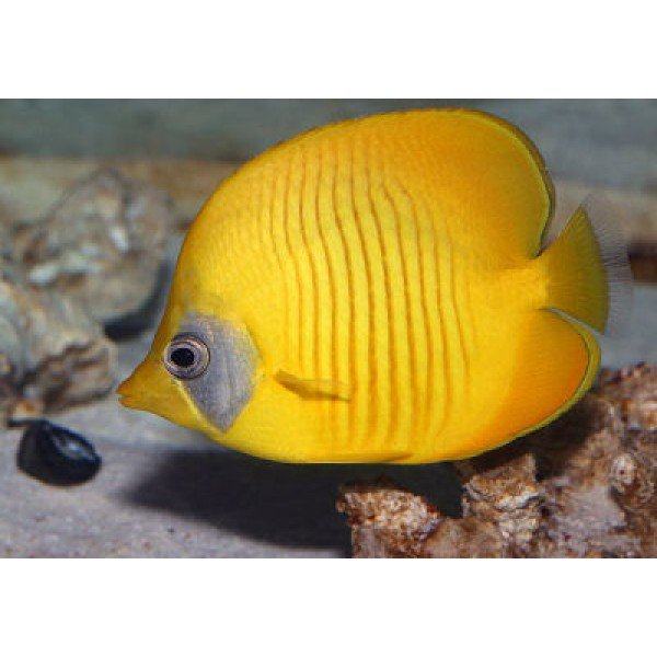 GOLDEN BUTTERFLY FISH