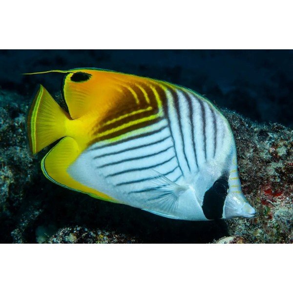THREADFIN BUTTERFLY