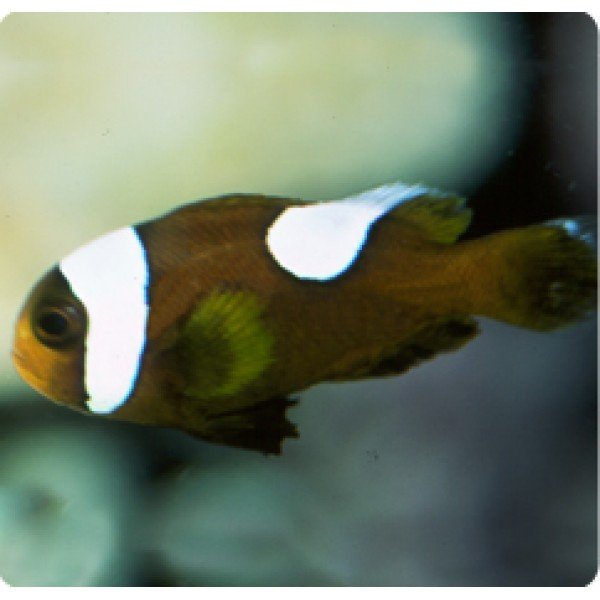 RED SADDLE BACK CLOWN