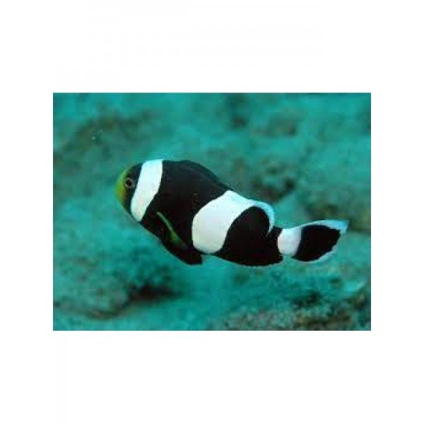 BLACK SADDLE BACK CLOWN