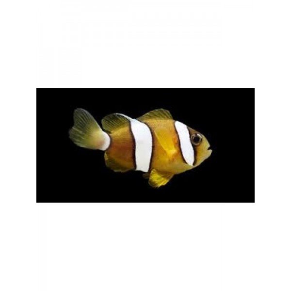 TWO BANDED ANEMONE CLOWN